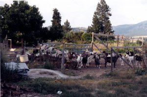 La Quillisascut farm