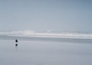Un gabbiano solitario