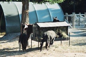 Gli Alpaca di Robin